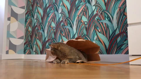 The cat plays while lying n a cardboard box on floor in flat Video stock 297418021