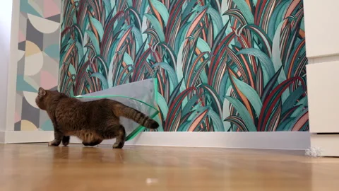 The cat plays while lying n a cardboard box on floor in flat Video stock 297457771