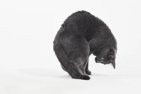 Cat plays on white Stock Photos