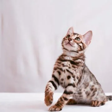 The cat points the direction with its paw. There is space for text. Postcard, Stock Photos