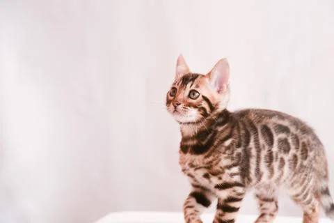 The cat points the direction with its paw. There is space for text. Postcard, Stock Photos