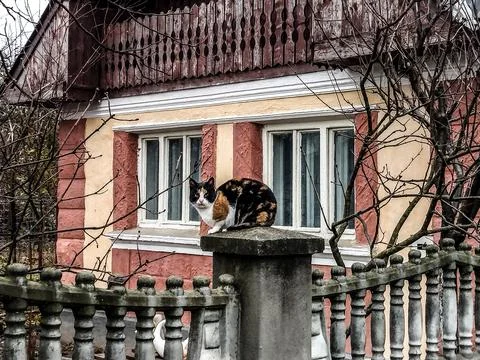 Cat on the pole in front of a house 写真素材