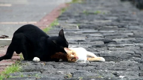 Cat pond Stock Footage 124011270