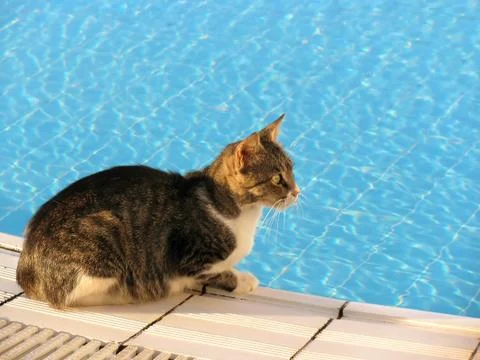 Cat at pool Stock Photos