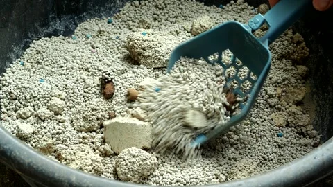 Cat poop in cat litter box, in door Stock Video Pond5