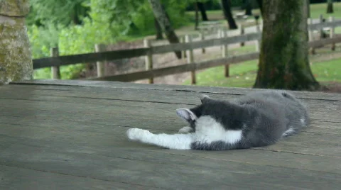 Cat on Porch Stock Footage 843674