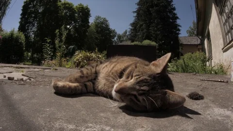 Cat on a porch Stock Footage 76747187