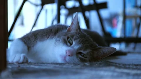Cat on porch Stock Footage 314750841