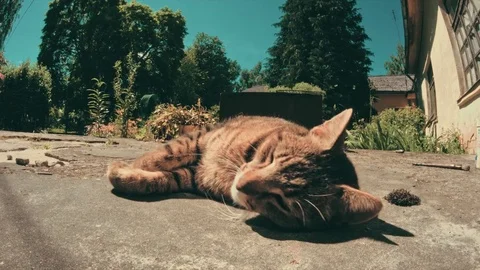 Cat on a porch_colored Stock Footage 76748057