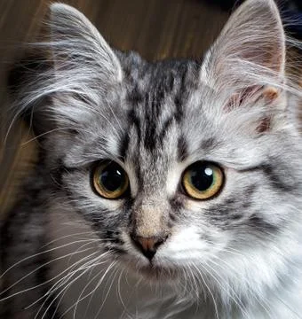 Cat portrait close-up Stock Photos