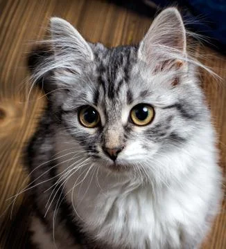 Cat portrait close-up Foto stock