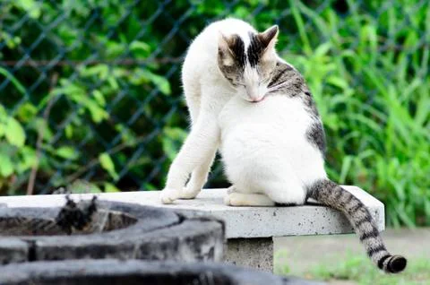 Cat Portrait close up Stock Photos