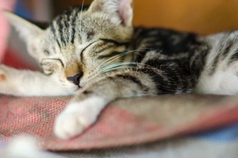 Cat Portrait close up Stock Photos