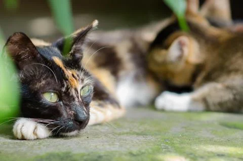 Cat Portrait close up Stock Photos