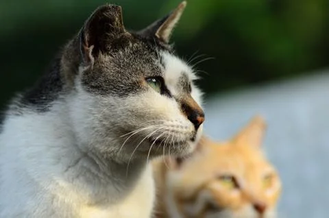 Cat Portrait close up Stock Photos