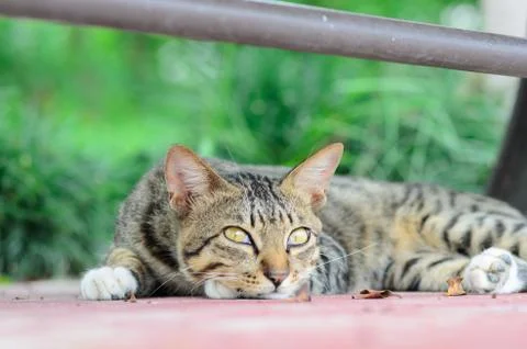 Cat Portrait close up Stock Photos