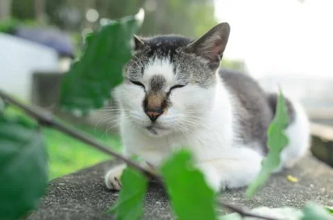 Cat Portrait close up Stock Photos