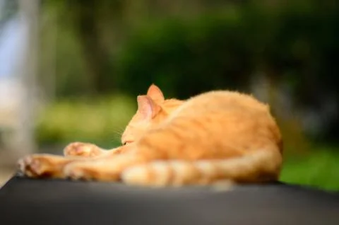 Cat Portrait close up Stock Photos
