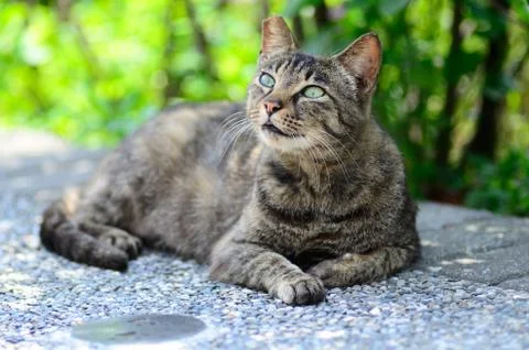 Cat Portrait close up Stock Photos