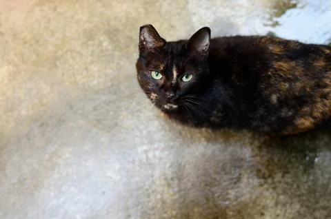 Cat Portrait close up 스톡 사진