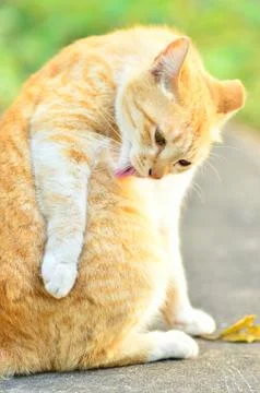 Cat Portrait close up Stock Photos