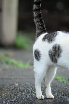 Cat Portrait close up Stock Photos