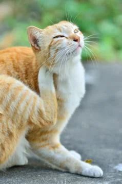 Cat Portrait close up Stock Photos