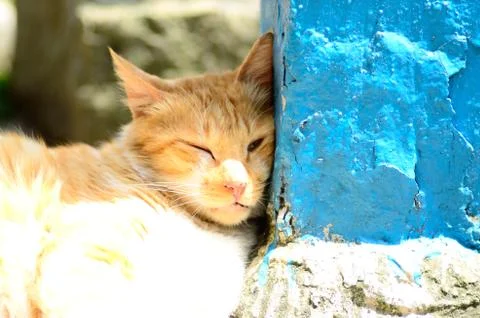 Cat Portrait close up Stock Photos