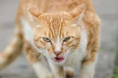 Cat Portrait close up Stock Photos