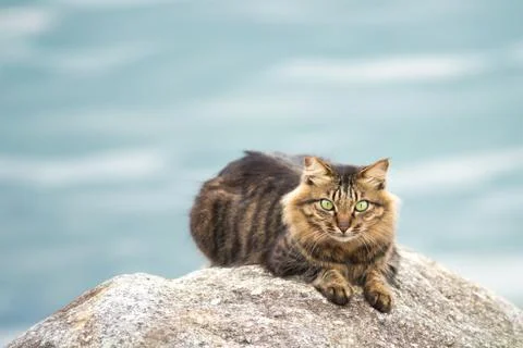 Cat Portrait close up Stock Photos