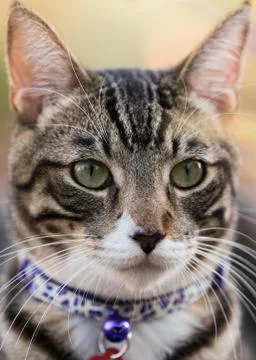 Cat Portrait close up Stock Photos
