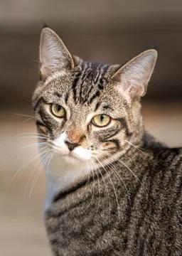 Cat Portrait close up Stock Photos