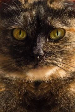 Cat portrait close up. Stock Photos