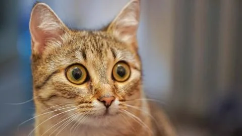 A cat portrait close up Stock Photos