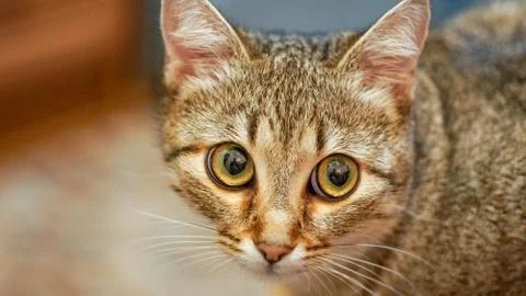 A cat portrait close up Stock Photos
