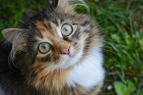 A cat portrait close up Stock Photos