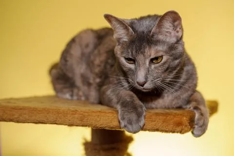 Cat portrait from closeup view with yellow background Stockfoto's