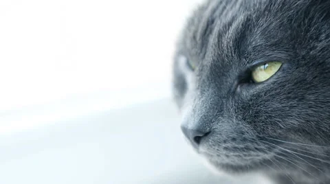 Cat Portrait. Fierce Grumpy purebred Cat. Funny domestic Pets. Close-up of Ca 動画素材 68531579