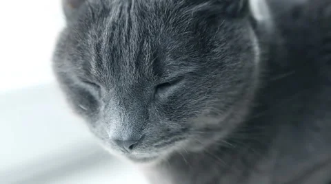 Cat Portrait. Fierce Grumpy purebred Cat. Funny domestic Pets. Close-up of Ca Stockbeeldmateriaal 68531742