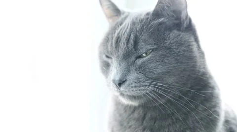 Cat Portrait. Fierce Grumpy purebred Cat. Funny domestic Pets. Close-up of Ca Stock Footage 68531868
