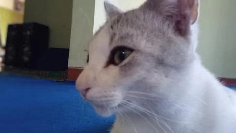 Cat Portrait with Focused Expression Stock Photos