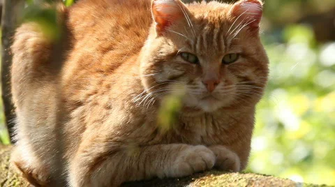 Cat, a portrait Видео 854887