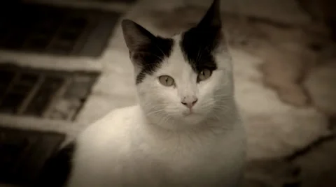 CAT PORTRAIT Stock Footage 33294974