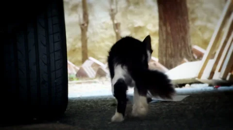 Cat portrait Stock Footage 38242936