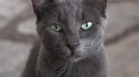 Cat portrait Stock Footage 41292913