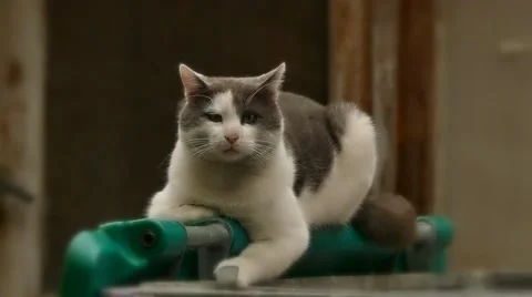 Cat portrait Stock Footage 44803493