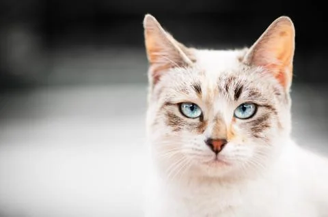 Cat portrait with grayscale background Stock Photos