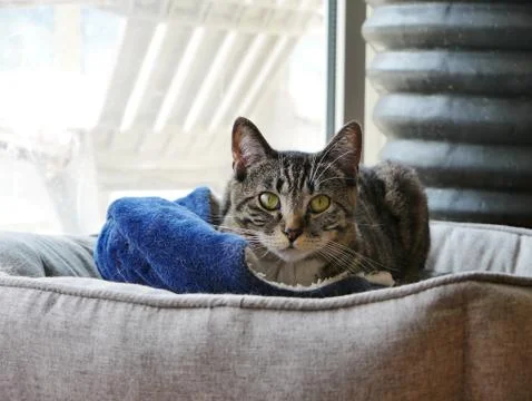Cat Portrait laying. Stock Photos