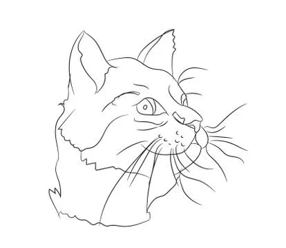 Cat portrait, lines, vector, Stock Illustration