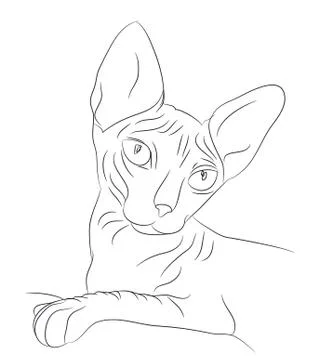 Cat portrait, lines, vector, Illustrazione stock